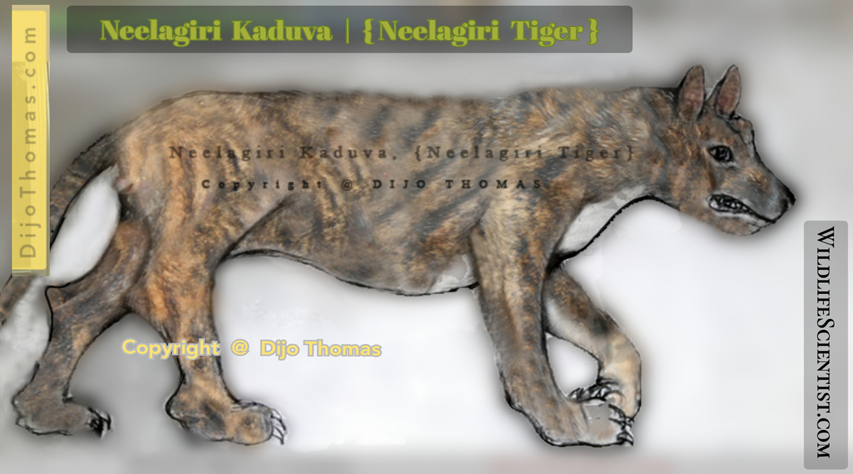 Neelagiri Tiger [Neelagiri Kaduva] | Raktha Athika | Chupacabra | Neelagiri  Cheruvan [Pogeyan of BBC Documentary] | Dijo Thomas | New Discovery |  Wildlife Science